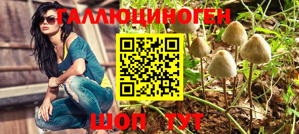 Галлюциногенные грибы GOLDEN TEACHER  Псилоцибиновые грибы MAGIC MUSHROOMS  Владивосток  Вход с VPN 